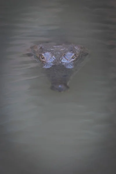 Closeup Shot Alligator Head Water Looking Prey Dirty Water Background — Stock Photo, Image