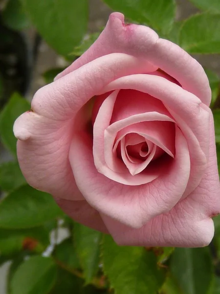 Pionowe Ujęcie Różowej Róży Polu Pod Światłami Rozmytym Tłem — Zdjęcie stockowe