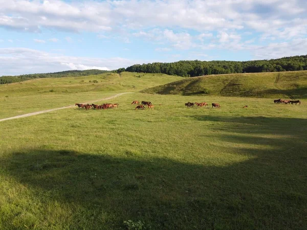 Una Toma Aérea Grupo Caballos Alimentándose Gran Campo Bajo Cielo —  Fotos de Stock