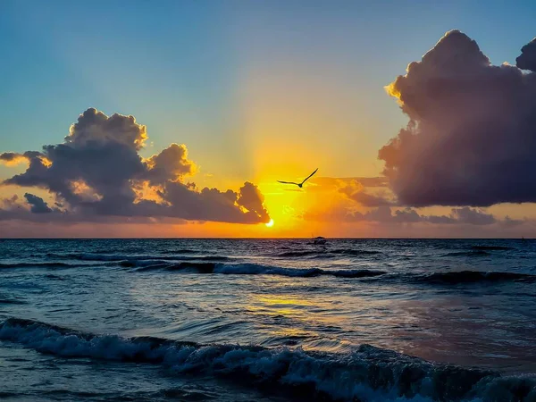 Cliché Coucher Soleil Sur Littoral Avec Une Seule Mouette Volant — Photo