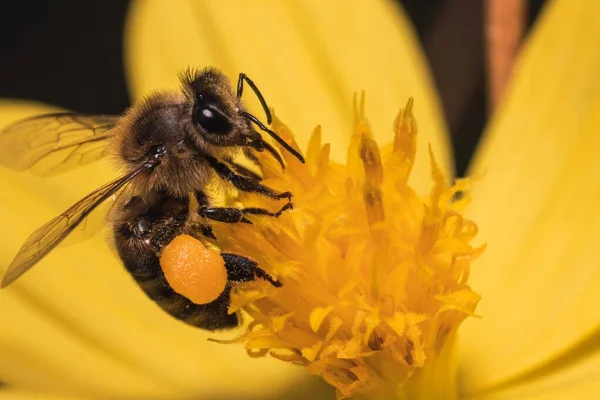 Makró Felvétel Egy Méhről Tele Pollen Kosárral Virágport Nektárt Gyűjt — Stock Fotó