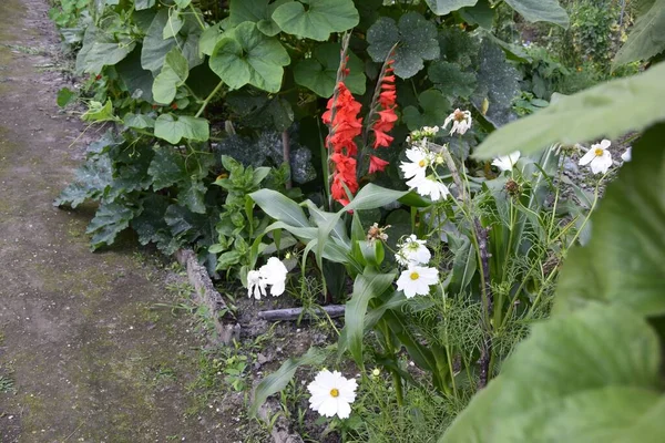 Colpo Angolo Alto Dei Fiori Margherita Bianchi Che Fioriscono Nel — Foto Stock