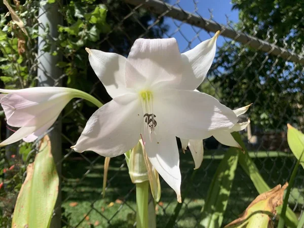 Flor Lírio Branco Lindamente Florescida Jardim — Fotografia de Stock