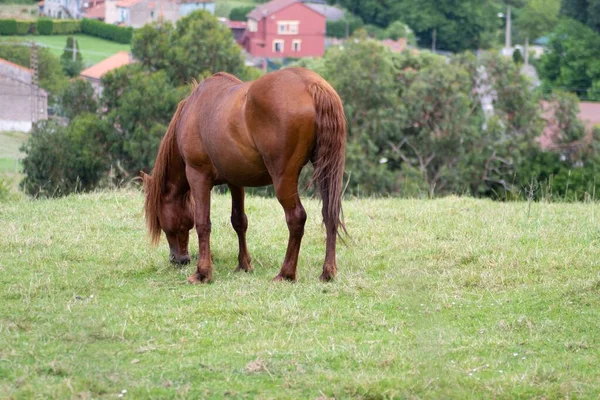 Eine Selektive Fokusaufnahme Eines Braunen Pferdes Auf Einem Feld Während — Stockfoto