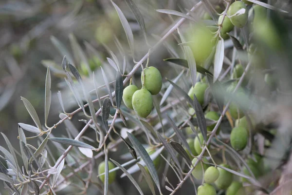 Een Close Shot Van Groene Olijfbessen Bladeren Olijfboom — Stockfoto