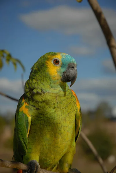 Pionowe Ujęcie Słodkiej Papugi Ameryki Południowej Rozmytym Tle — Zdjęcie stockowe