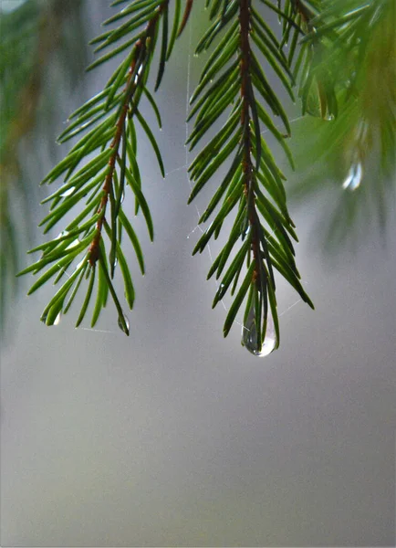 선택적으로 전나무의 가느다란 가지에 물방울을 집중시키는 — 스톡 사진