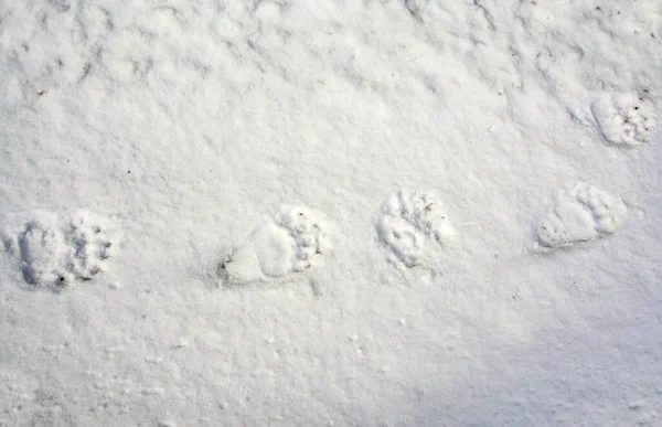 雪の上にクマのトレイルのトップビューショット — ストック写真