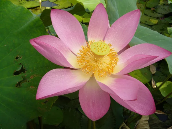 Gros Plan Beau Lotus Rose Dans Étang Dans Une Campagne — Photo