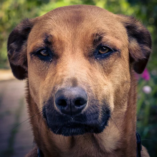 Parktaki Bir Boerboel Köpeğinin Yakın Plan Portresi — Stok fotoğraf