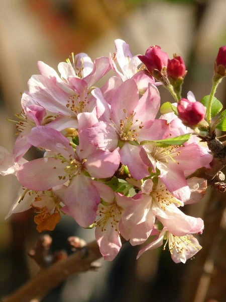 Μια Κάθετη Επιλεκτική Λήψη Λουλουδιών Από Άνθη Μηλιάς Θολό Φόντο — Φωτογραφία Αρχείου