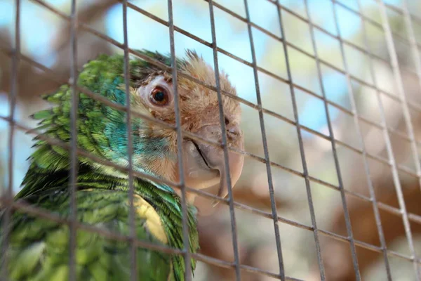 Tiro Close Papagaio Uma Gaiola Zoológico — Fotografia de Stock
