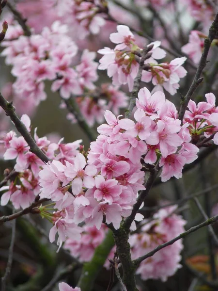 Gros Plan Vertical Belles Fleurs Cerisier Rose Dans Jardin — Photo