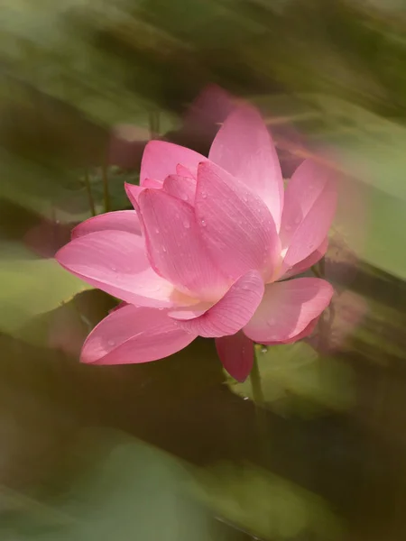 Närbild Bild Vacker Rosa Lotus Damm Lugn Landsbygd — Stockfoto