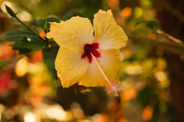 Primer Plano Hibisco Hawaiano Jardín — Foto de Stock