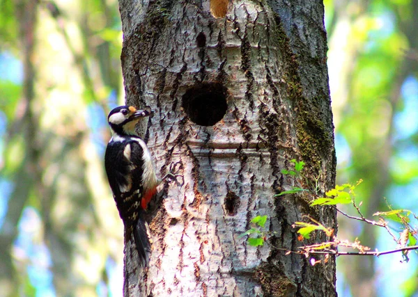 Closeup Shot Hairy Woodpecker Tree — Stock Photo, Image
