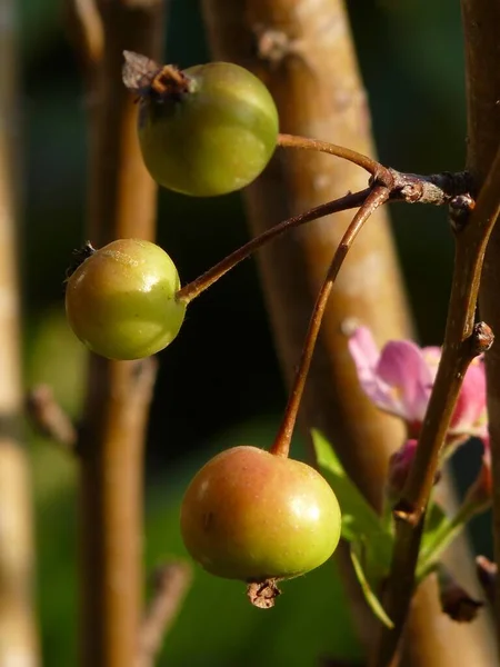 Mělké Zaostření Záběr Krásné Jablečný Květ Rozmazaném Zeleném Pozadí — Stock fotografie