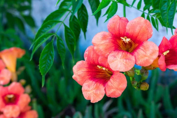 Eine Nahaufnahme Von Schönen Blühenden Trompetenblumen — Stockfoto