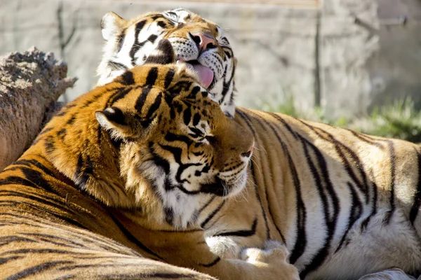 Closeup Two Tigers Lying Ground Licking Each Other Sunlight — Stock Photo, Image