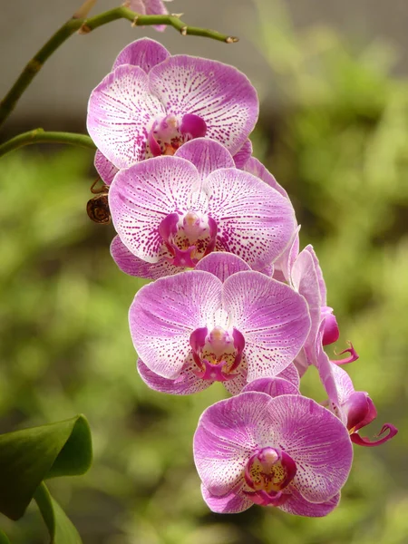 Egy Közeli Felvétel Gyönyörű Orchidea Virágokról Puha Szirmokkal Kertben — Stock Fotó