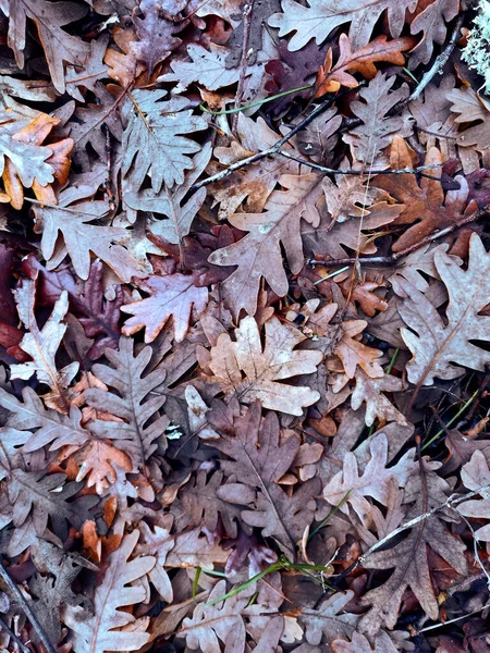 地面にカラフルな落ち葉の垂直ショット — ストック写真