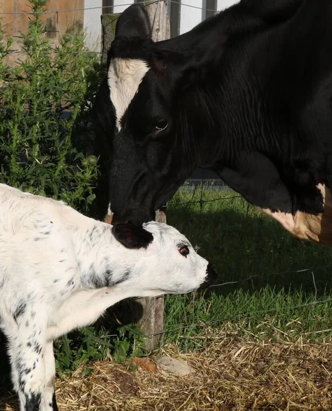 Egy Függőleges Lövés Egy Fekete Tehénről Egy Borjúval Farmon — Stock Fotó