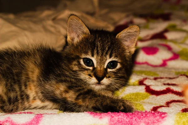 Närbild Grå Kattunge Som Ligger Sängen — Stockfoto