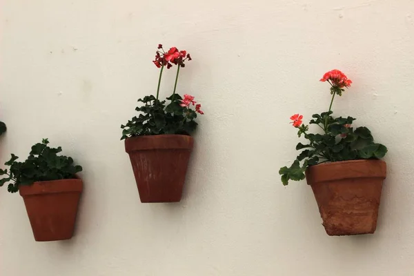 Zbliżenie Strzał Ściany Zamontowane Doniczki Kwiatowe Różowych Roślin Kwiatowych — Zdjęcie stockowe