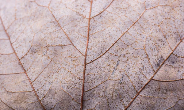 Detailní Záběr Zaschlého Hnědého Listu Žilami — Stock fotografie