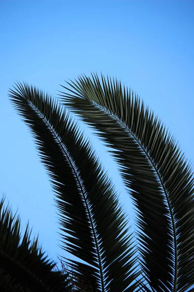 Вертикальний Крупним Планом Знімок Пальмових Гілок Синьому Фоні — стокове фото
