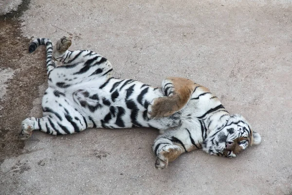 Μια Ψηλή Γωνία Βολής Μιας Λευκής Τίγρης Ξαπλωμένης Στην Πλάτη — Φωτογραφία Αρχείου