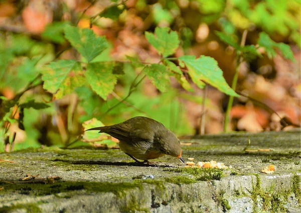 Gros Plan Merle Européen Sous Lumière Soleil — Photo