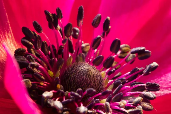 Detailní Záběr Růžové Sasanky Tyčinky — Stock fotografie