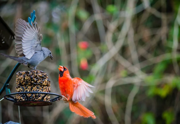 昼間の庭の鳥と鳥の餌場の枢機卿 — ストック写真
