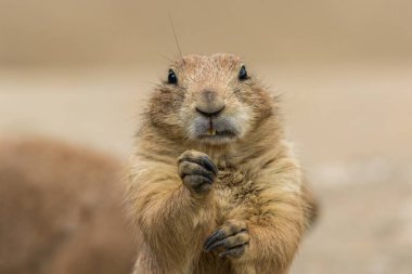 The adorable  black-tailed prairie dog eating a plant clipart