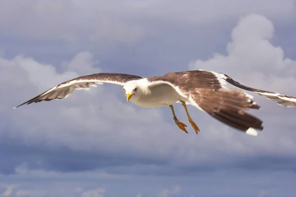 Closeup Shot Western Gull Flying Blue Sky — Stock Photo, Image