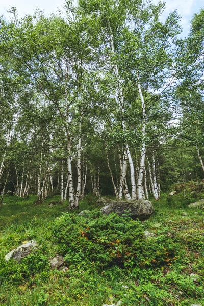 Ormanda Kayalarda Dikey Bir Ağaç Görüntüsü — Stok fotoğraf
