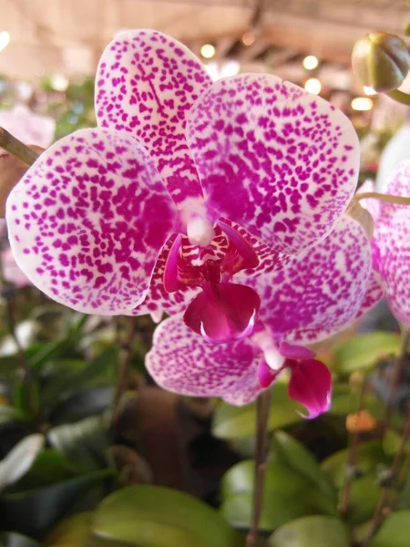Неглубокий Фокус Ярких Красивых Розово Фиолетовых Орхидей Размытом Фоне — стоковое фото