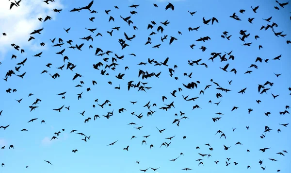 Een Lage Hoek Opname Van Een Grote Kudde Van Vogels — Stockfoto