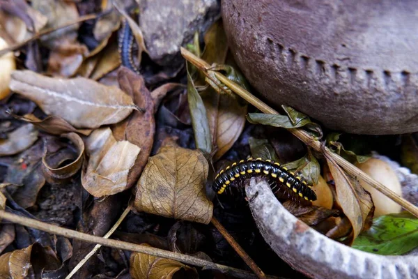 Een Hoge Hoek Uitzicht Van Een Kleine Geel Gevlekte Duizendpoot — Stockfoto