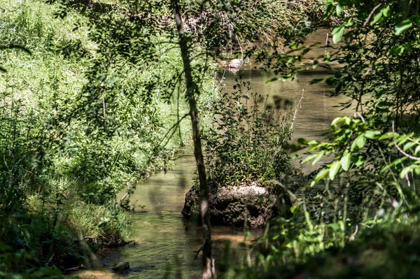 Belo Rio Rochas Cercadas Por Plantas Árvores Meio Uma Floresta — Fotografia de Stock