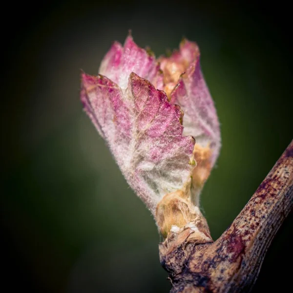 Closeup Spring Buds Sprouting Grapevine — Stock Photo, Image