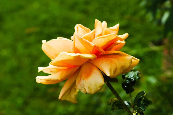 Primer Plano Una Rosa Amarilla Jardín — Foto de Stock