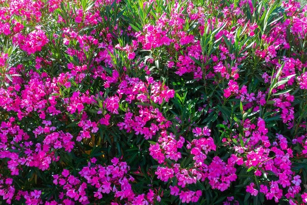 Egy Közeli Kép Egy Gyönyörű Bokor Rózsaszín Oleander — Stock Fotó