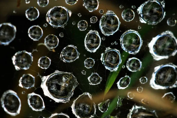 Macro Shot Dewdrops Cobweb — Stock Photo, Image
