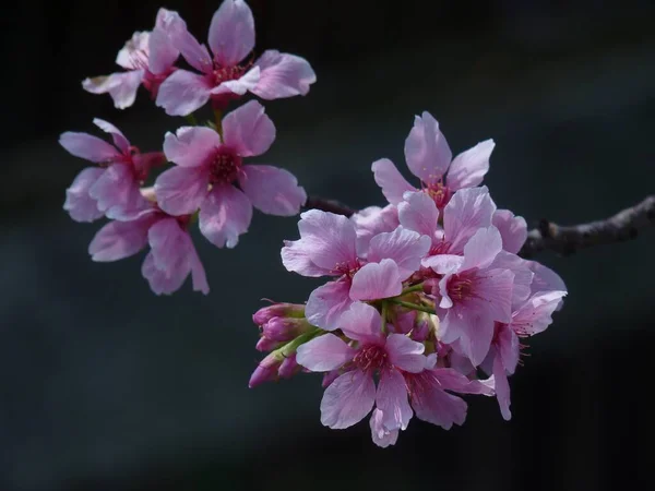 在朦胧的背景下 一张美丽的粉色樱花的特写照片 — 图库照片