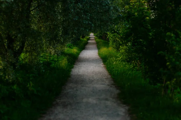 Caminho Verde Uma Manhã Verão — Fotografia de Stock