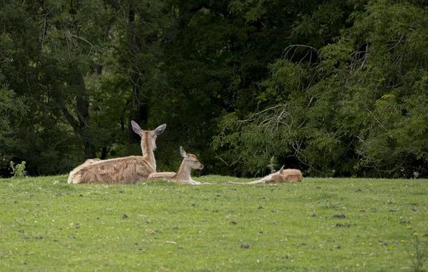 Hermoso Ciervo Acostado Sobre Hierba Verde Descansando —  Fotos de Stock