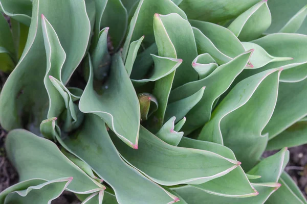 Primo Piano Tulipano Verde Lascia Uno Sull Altro — Foto Stock