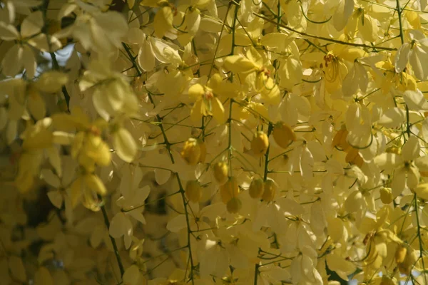 Closeup Copac Laburnum Indian Înflorit Asemenea Cunoscut Sub Numele Copac — Fotografie, imagine de stoc